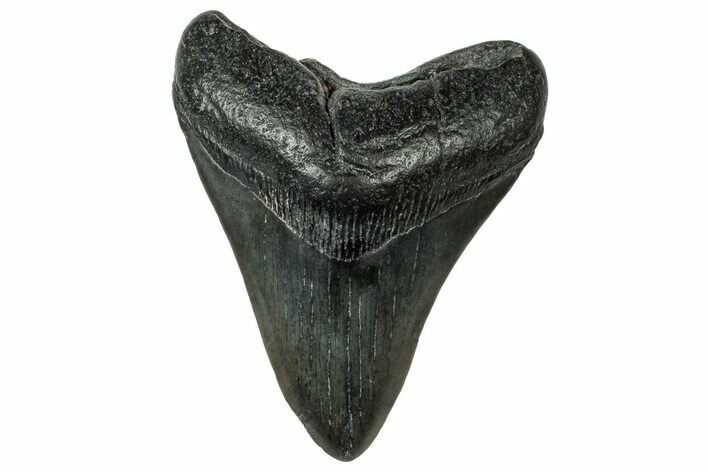 Fossil Megalodon Tooth - South Carolina #324296